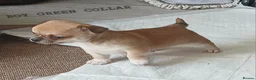 Chihuahua dogs for sale: Short haired tiny chihuahua pups ready now - Advert 12