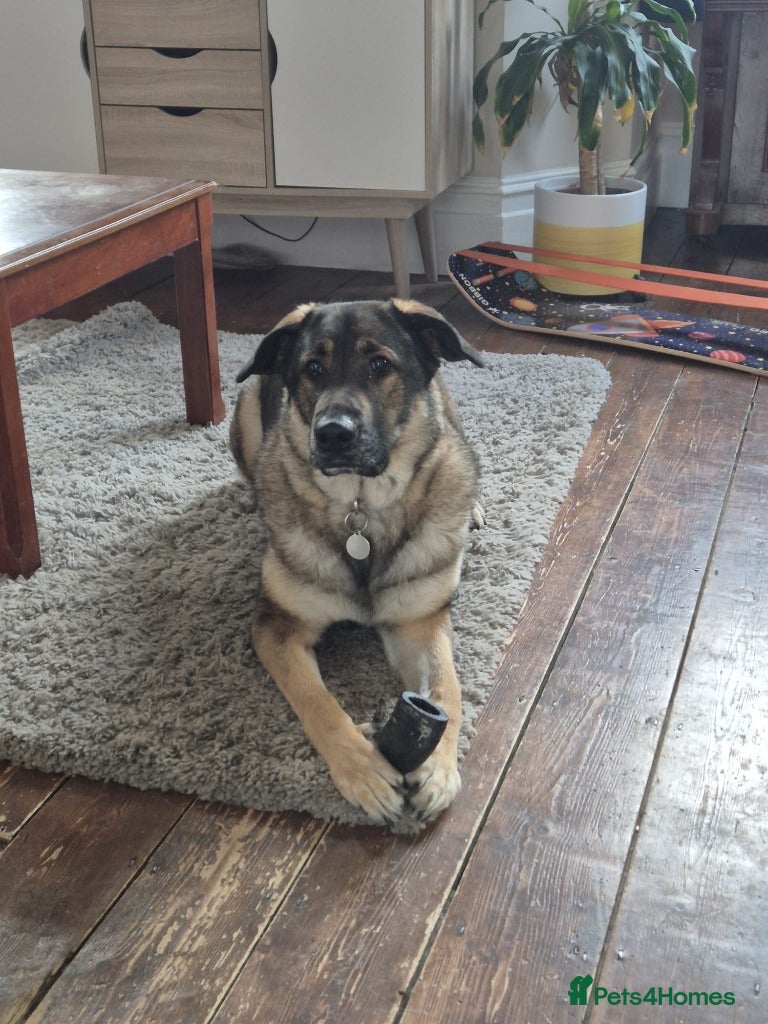 German Shepherd dogs Meet Cleo, currently residing in Bristol - Advert 1