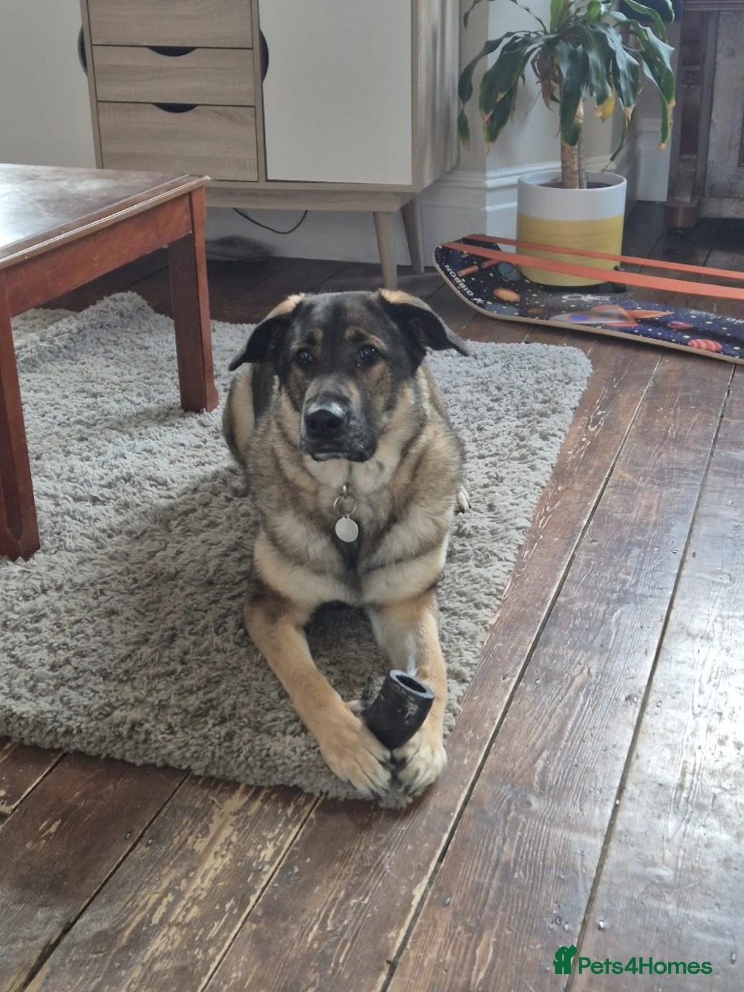German Shepherd dogs for adoption: Meet Cleo, currently residing in Bristol in Bristol - Advert 1