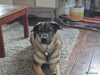 German Shepherd dogs Meet Cleo, currently residing in Bristol - Advert 1