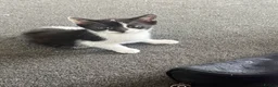 Mixed Breed cats for sale: Tuxedo kitten  - Advert 2