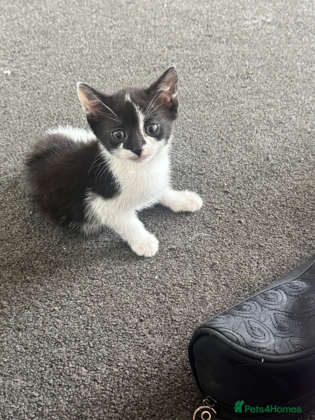 Mixed Breed cats for sale: Tuxedo kitten  - Advert 2