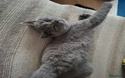 British Shorthair cats for sale: 2 Blue british shorthair for sale - Image 2