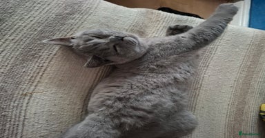 British Shorthair cats - Advert 11