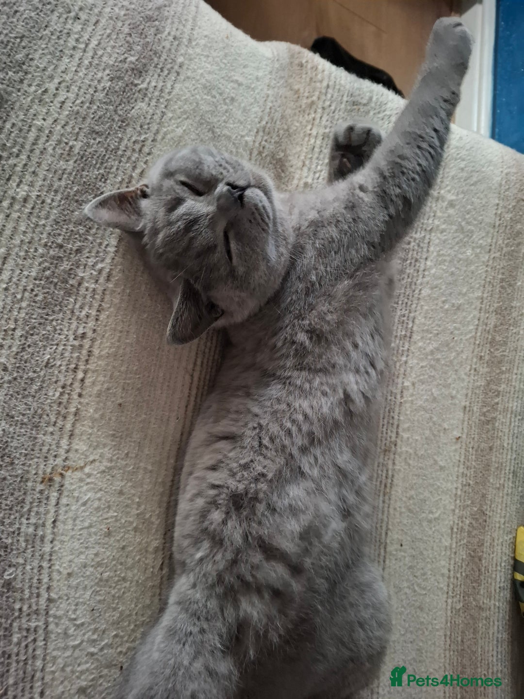 British Shorthair cats for sale: 2 Blue british shorthair for sale - Image 2