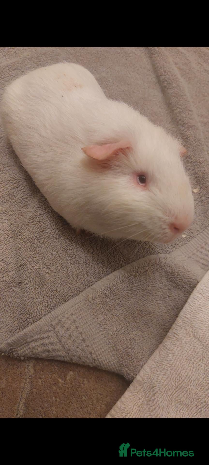 Guinea Pig rodents SPROUT- lethal white guineapig  - Advert 8