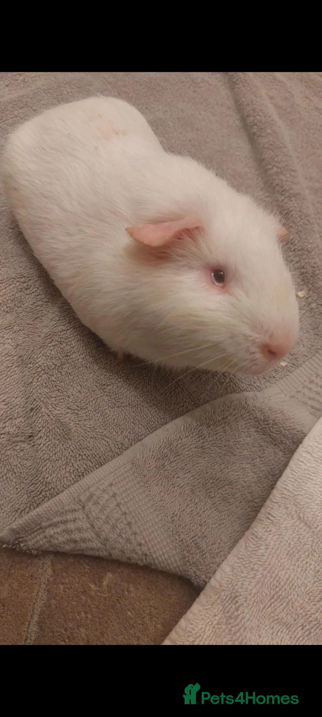 Guinea Pig rodents for sale: SPROUT- lethal white guineapig  - Advert 1