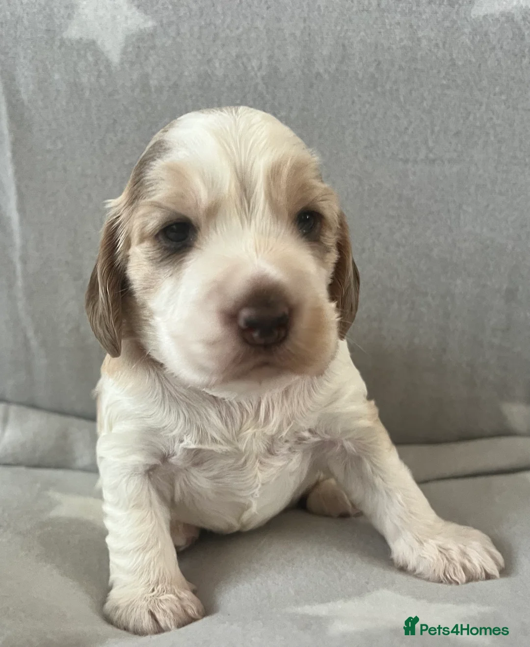 Cockapoo dogs for sale: Beautiful F1B cockapoo puppies! - Advert 5