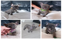 French Bulldog dogs for sale: French bulldog pups  - Image 2
