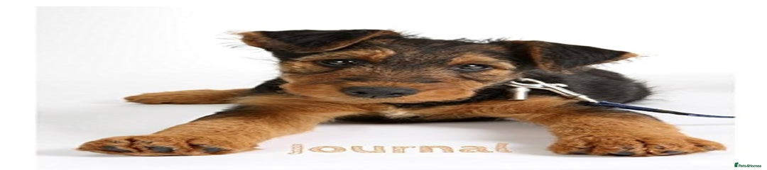 Airedale Terrier Puppy 1