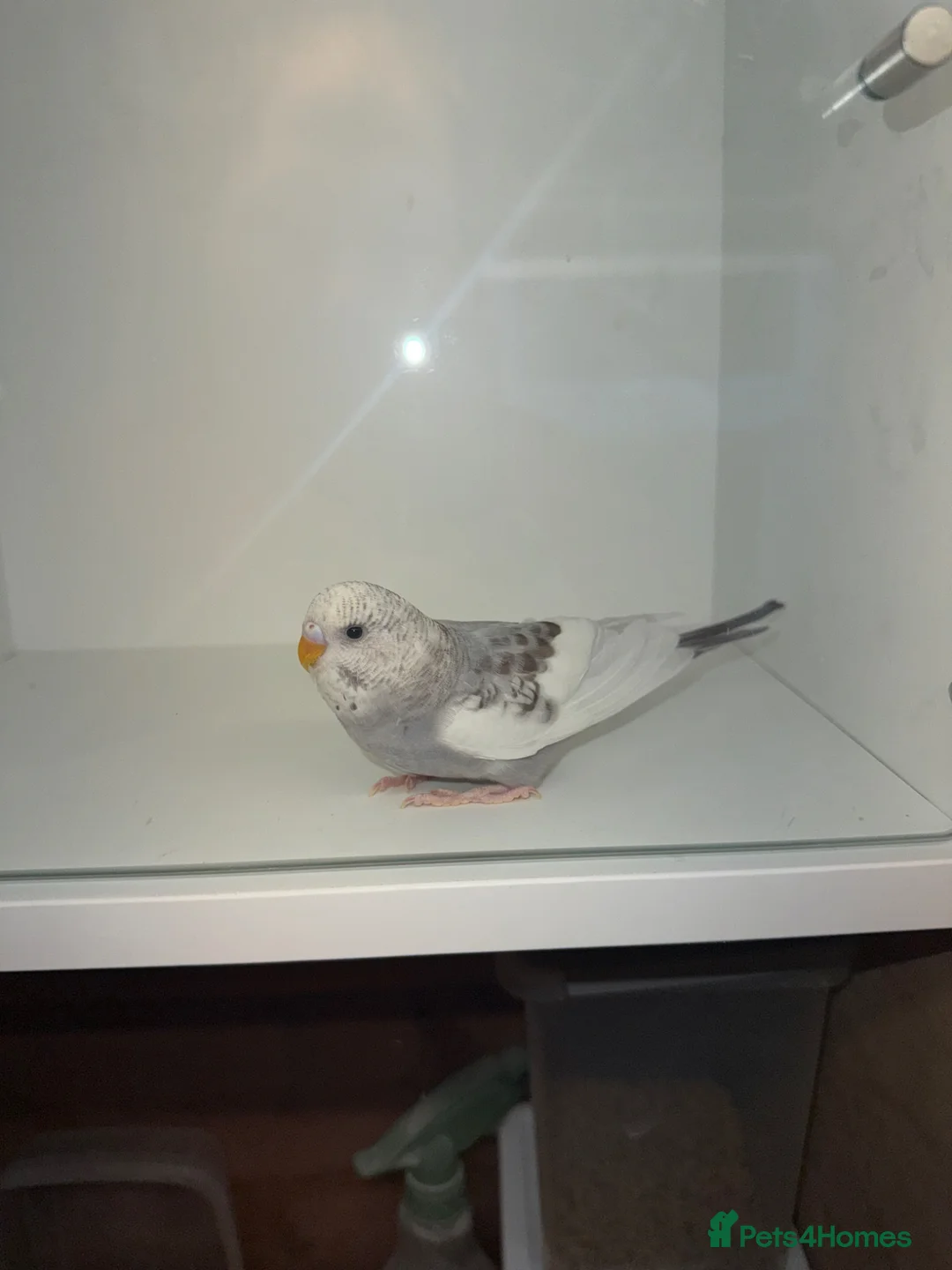 Budgerigars birds for sale: Beautiful Baby budgies for sale in Accrington - Advert 8