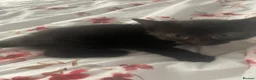 Domestic Shorthair cats for sale: 4 beautiful male kittens.  - Advert 8