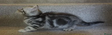 Silver Tabby girl (Lulu)