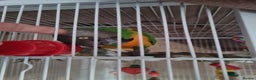 Parrots birds for sale: Senagalese Parrot - Advert 2