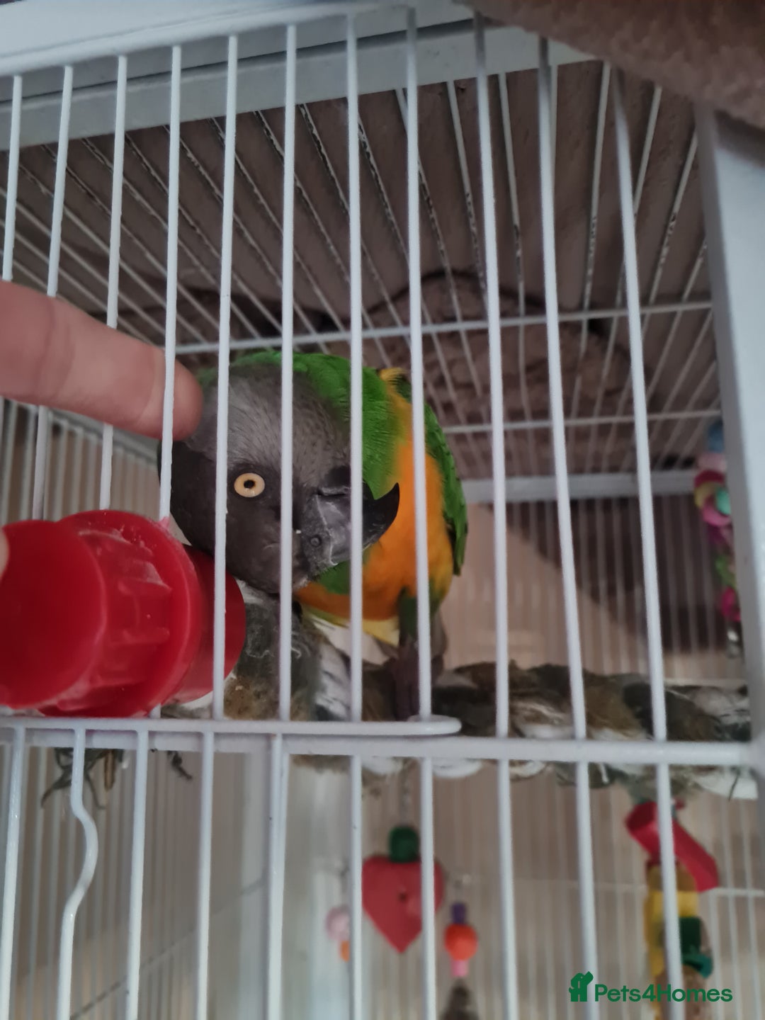 Parrots birds for sale: Senagalese Parrot - Advert 2