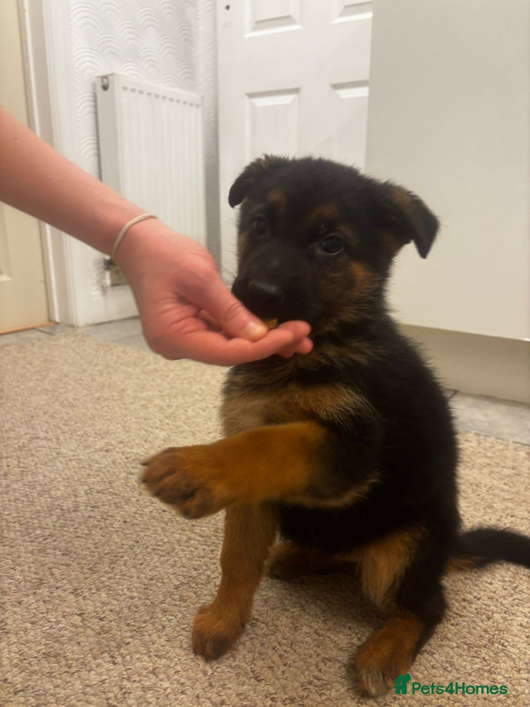 German Shepherd dogs for sale: Bloodline German shepherd puppy’s  - Advert 1