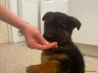 German Shepherd dogs Bloodline German shepherd puppy’s - Advert 7