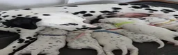 Dalmatian dogs for sale: StrictlyDals *Litter of 8 puppies  - Advert 18