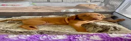 Hungarian Vizsla dogs for sale: Hungarian vizsla puppies 3 boys Ready now  - Advert 11