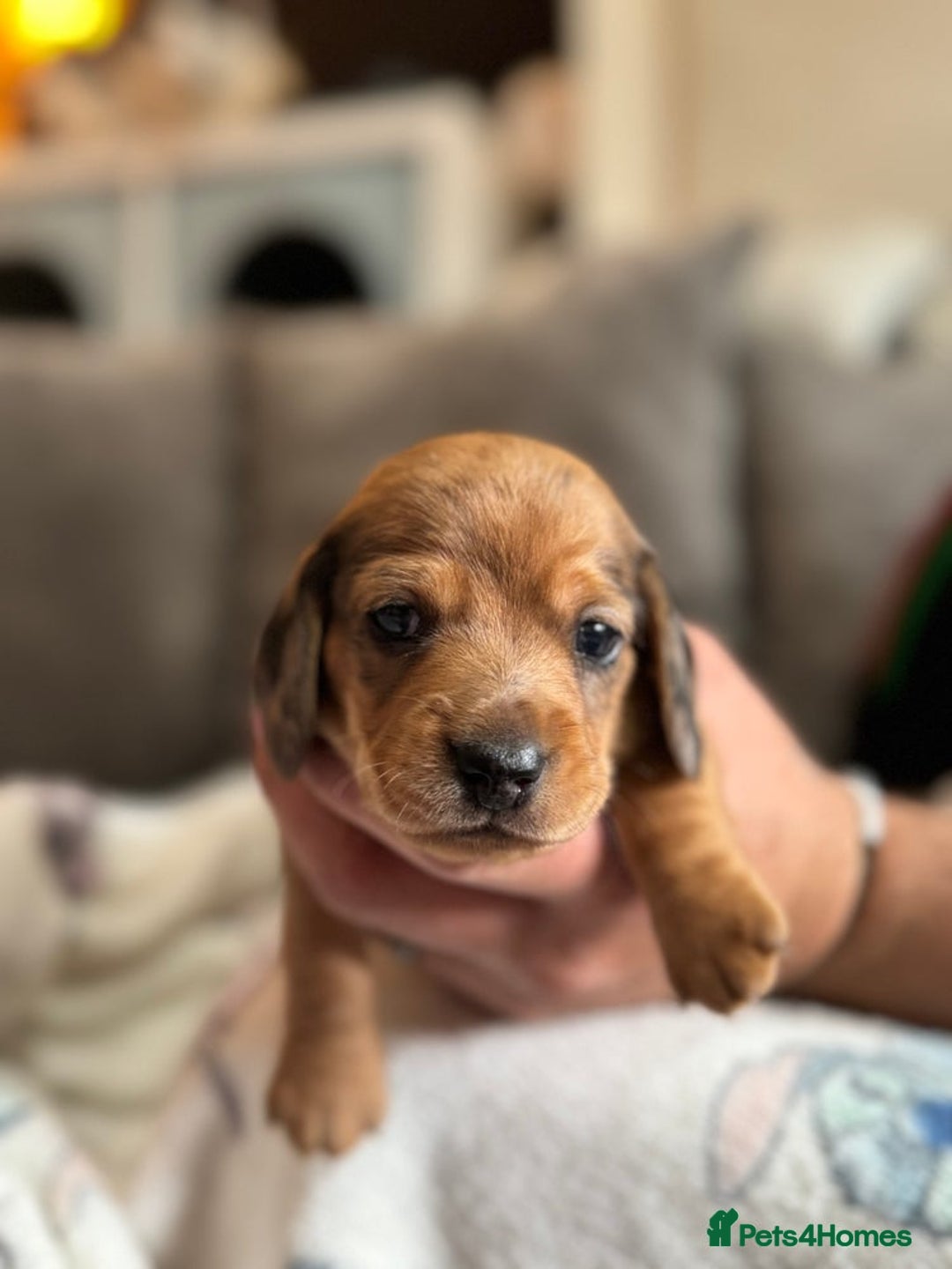 Miniature Dachshund dogs for sale: 4 Stunning Minuature Daschunds!!  - Image 4