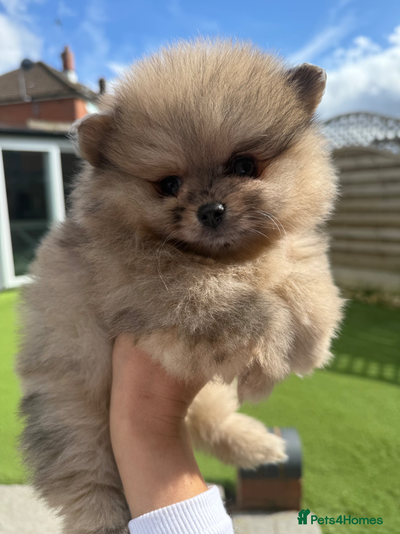 Pomeranian dogs The Tiniest KC Reg Bear-Faced Pomeranian Puppies - Advert 1