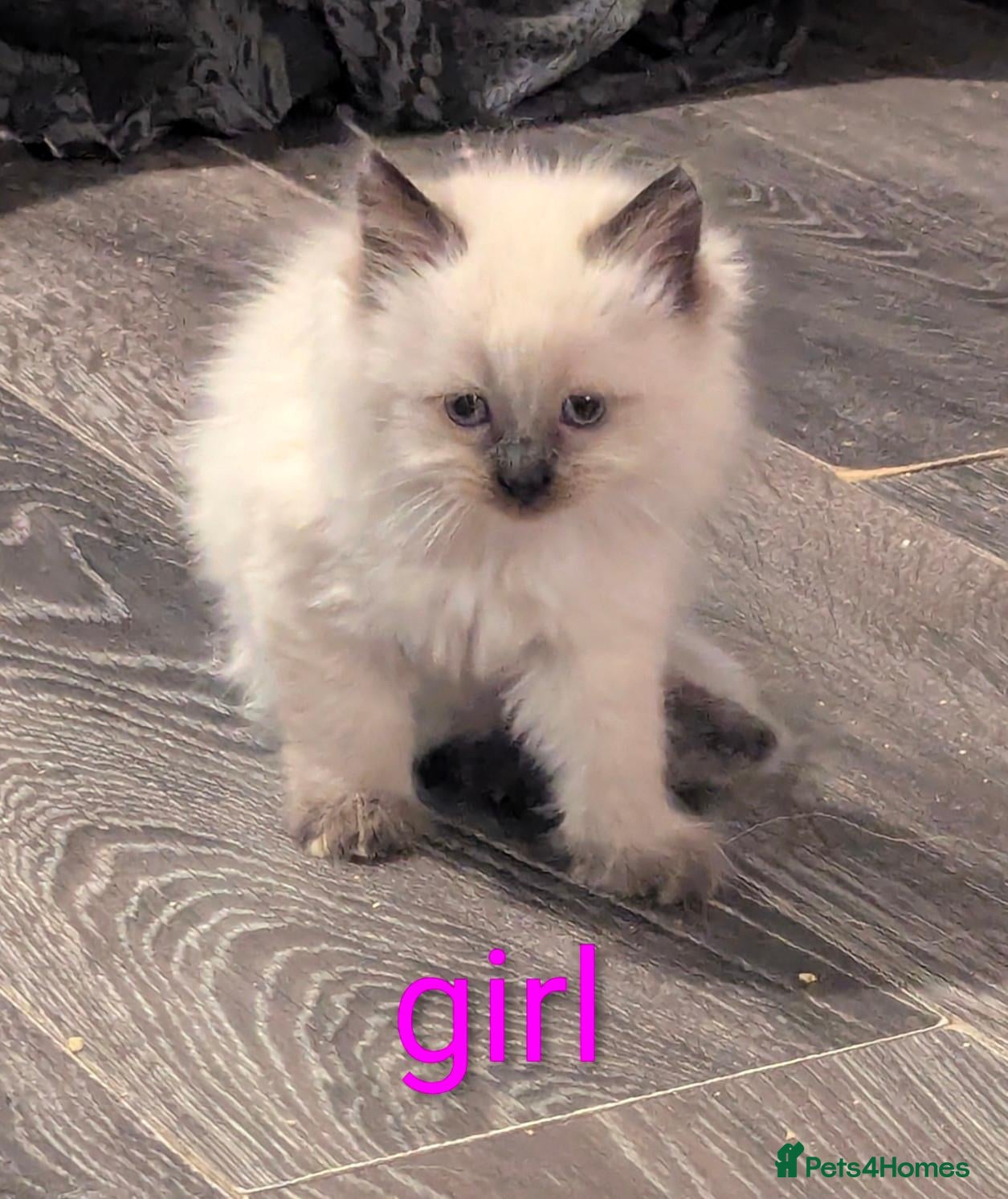 Ragcoon cats Ragdoll X Maine coon (ragcoon) - Advert 16