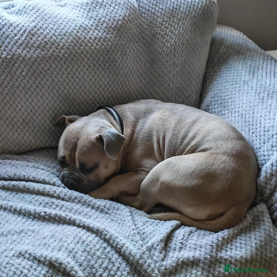 American Bully dogs for sale: Dozer - 1 year Pocket Bully in Loughborough - Advert 11