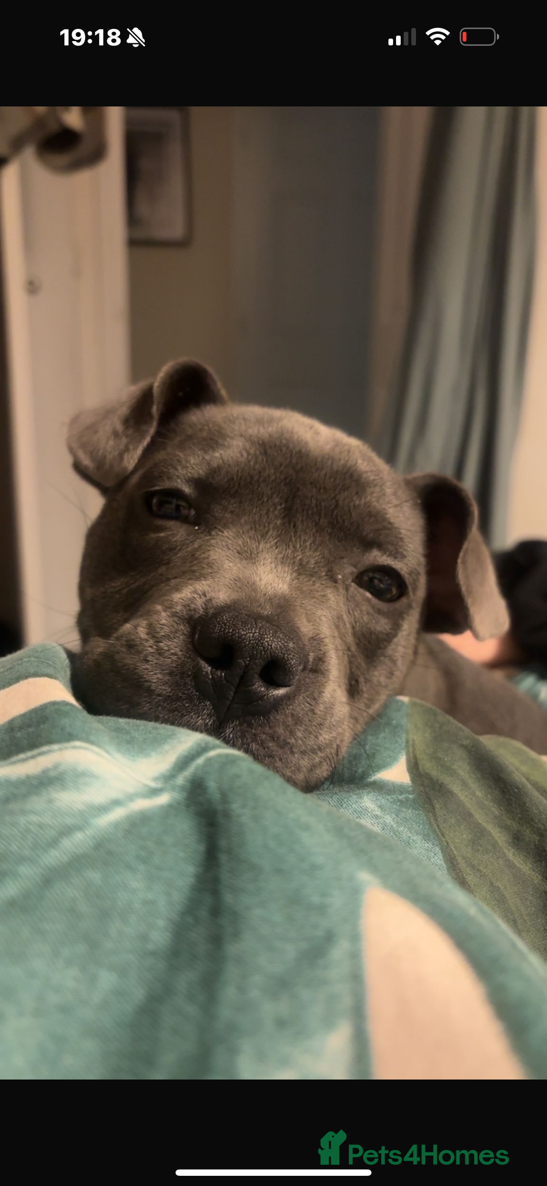 Mixed Breed dogs for sale: Frenchie ** taff - Advert 2