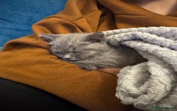 British Shorthair cats for sale: Beautiful British short hair kitten  - Image 26