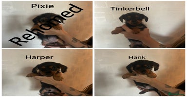 Mixed Breed dogs - Advert 12