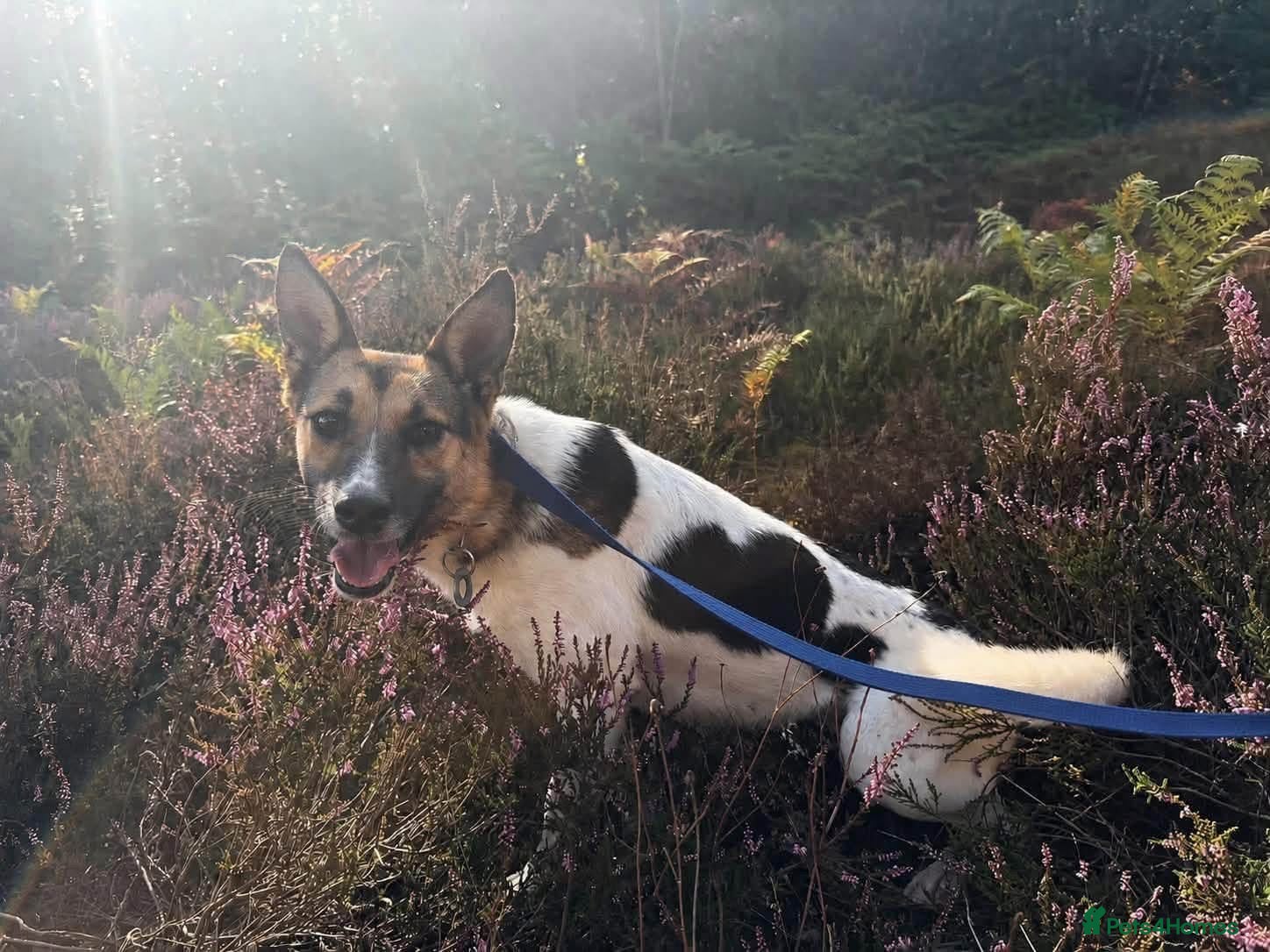 Mixed Breed dogs Enid - Norwich Norfolk  - Advert 8