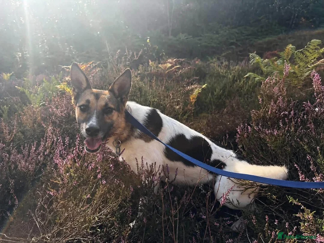 Mixed Breed dogs for adoption: Enid - Norwich Norfolk  - Advert 1
