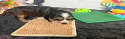 Cocker Spaniel dogs for sale: ✅RKC Reg✅DNA Tested✅Low COI✅Home Reared✅A* Reviews in Fareham - Advert 20