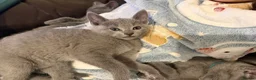 Russian Blue cats for sale: Russian blue TICA registered kittens  - Advert 33