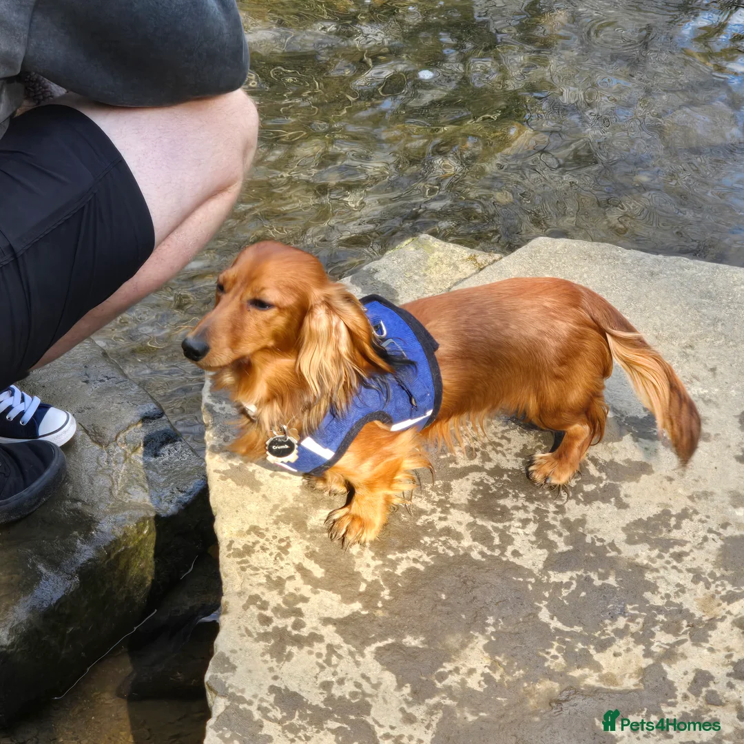 Miniature Dachshund dogs for sale: Miniature long haired Dachshund  - Advert 6