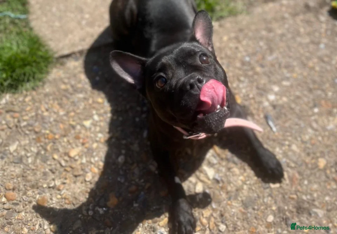Mixed Breed dogs for sale: Female Frenchie x Staff in Farnham - Advert 1