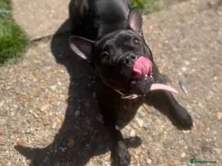Mixed Breed dogs Female Frenchie x Staff - Advert 1