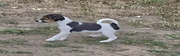 Jack Russell dogs for sale: Jack Russell puppies - Advert 5