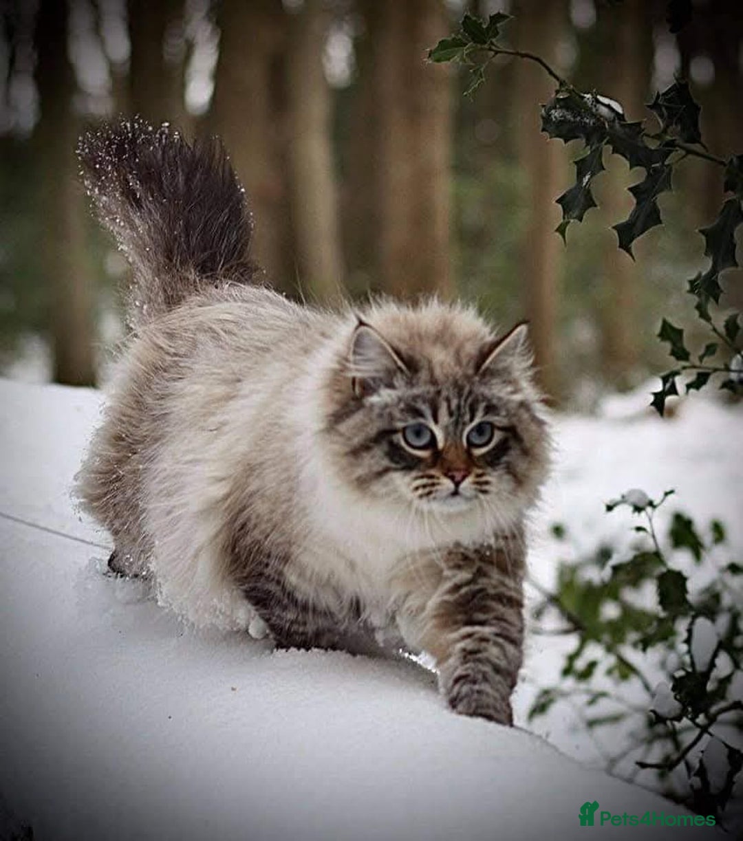 Siberian cats for sale: Blue Eyed Siberian Blue Point Kittens - Advert 15