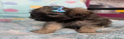 Toy Poodle dogs for sale: Peakpoos - Advert 7