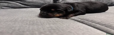 Rottweiler Puppy 9