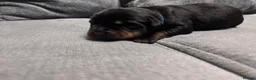 Rottweiler dogs for sale: ELITE KC REGISTERED GERMAN ROTTWEILER PUPPIES  - Advert 15