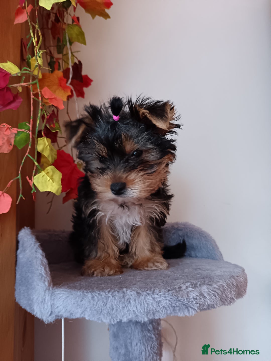 Yorkshire Terrier dogs for sale: Sweet Yorkshire Terrier  - Advert 2
