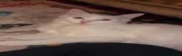 Ragdoll cats for sale: King and Queen ragdoll  - Advert 5
