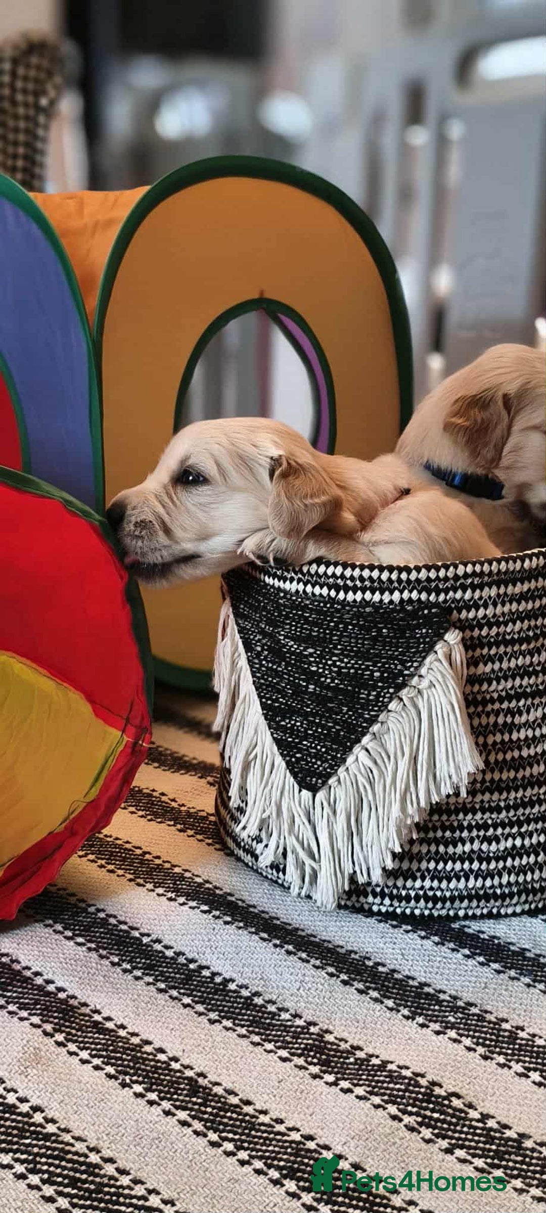 Golden Retriever dogs for sale: Beautiful Golden Retriever Puppies For Sale - Image 6