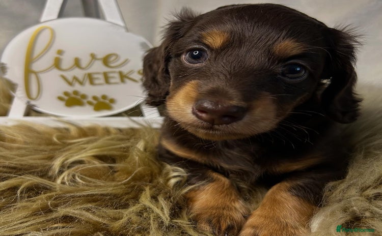Miniature Dachshund dogs - Advert 5