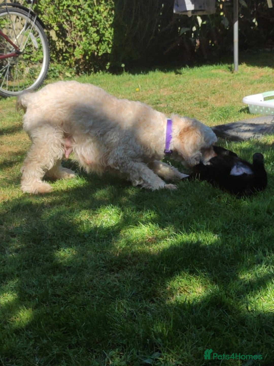 Mixed Breed dogs for sale: Very rare Black Cockerpoo and Chocolate puppies - Image 14