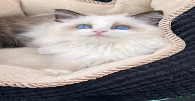 Ragdoll cats in London - Advert 9