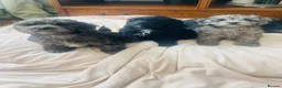 Cockapoo dogs for sale: 1 Beautiful Toy cocker poo Boy   - Advert 13