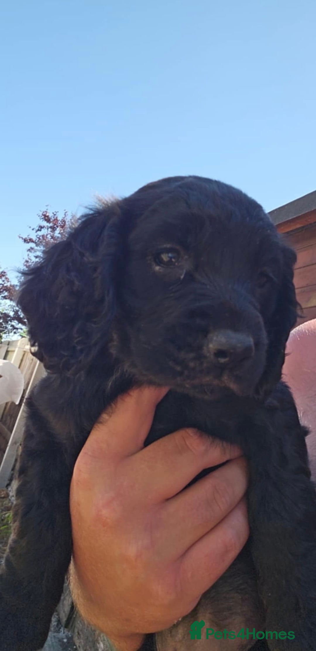 Sprocker dogs for sale: Sprocker puppies  - Image 5
